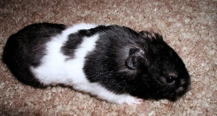 Panda Bear Hamster Feeding, Behavior and Temperament